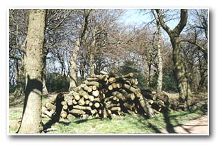 Log pile in Wheata Wood