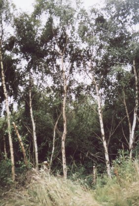 Birches at Cliffe