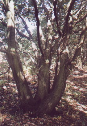 Oak coppice