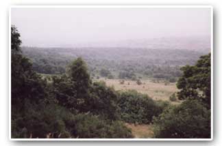 General view across Canklow Wood