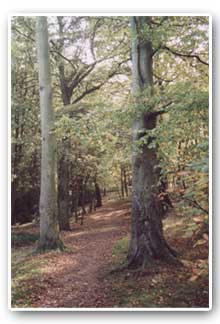 Scholes Coppice