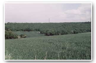 Treeton Wood from Hail Mary Hill