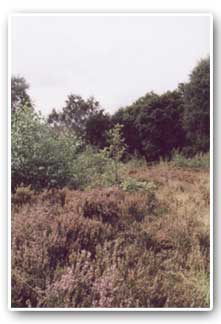 Wickersley Wood