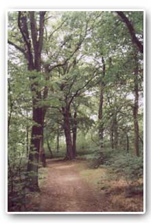 Bowden Housteads Wood