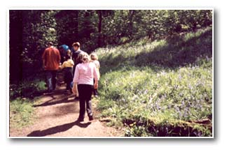 Bluebell walk
