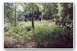 Ferns in Woolley Wood