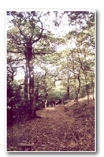 Path in Woolley Wood
