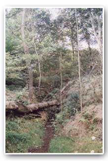 Stream in Woolley Wood