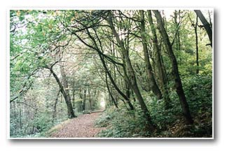 Trans-Pennine Trail in Woolley Wood