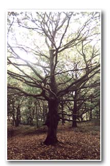 Oak-hornbeam woodland