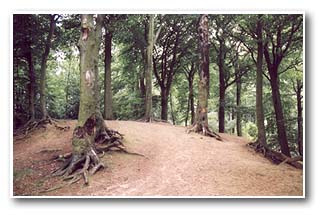 Bare ground under Beeches in Wath Wood
