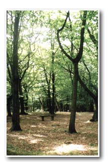 Seating at Bowden Housteads Wood