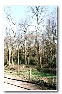 A thinned area of Wheata Wood
