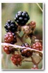 Blackberries
