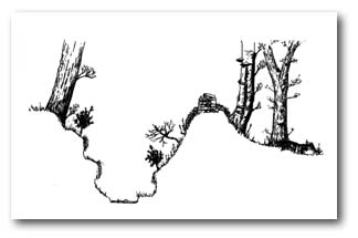 Boundary bank and ditch