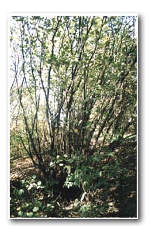Coppiced Hazel at Cliffe Wood