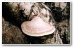 Fungi on Birch