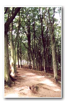 Beech plantation