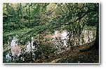 Pond in Scholes Coppice