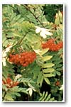 Rowan berries