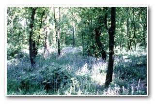 Bluebells in Treeton Wood