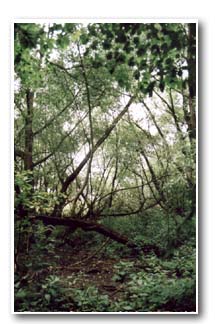 Wet willow woodland