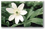 Wood Anemone